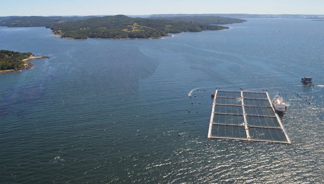 Mortalidad de salmones asciende a 2 mil 450 toneladas en 82 centros afectados entre Quellón y Magallanes