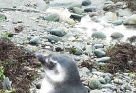 Rescatan a pingüino herido en la costanera de Puerto Montt