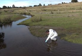 Puerto Montt: Culminan diligencias para determinar responsables  Por grave contaminación del estero Chinchihuapi