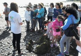 Puerto Montt: Continúan los tour en Pelluhuin-Pichiquillaipe