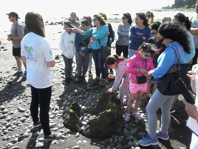 Puerto Montt: Continúan los tour en Pelluhuin-Pichiquillaipe