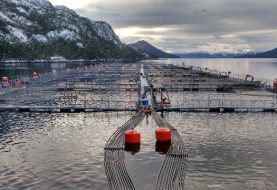 Sernapesca inicia investigación contra empresa salmonera en Magallanes tras grave denuncia de posible adulteración de información declarada de mortalidades